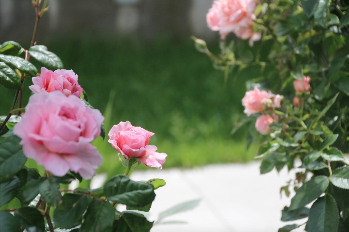Rosen Garten Rosen im Topf Rosenliebe rosa Rosen