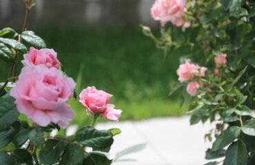 Rosen Garten Rosen im Topf Rosenliebe rosa Rosen