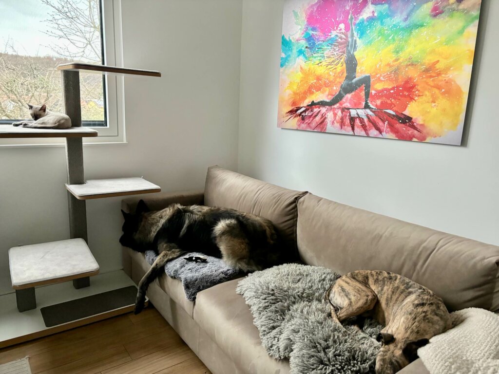 Katze und Hunde Sofa Home Office