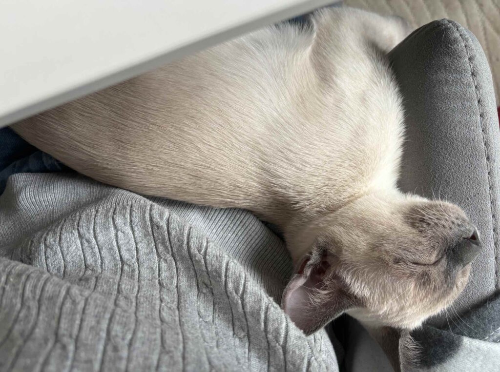 Schlafendes Kätzchen Bürostuhl Home Office Katze