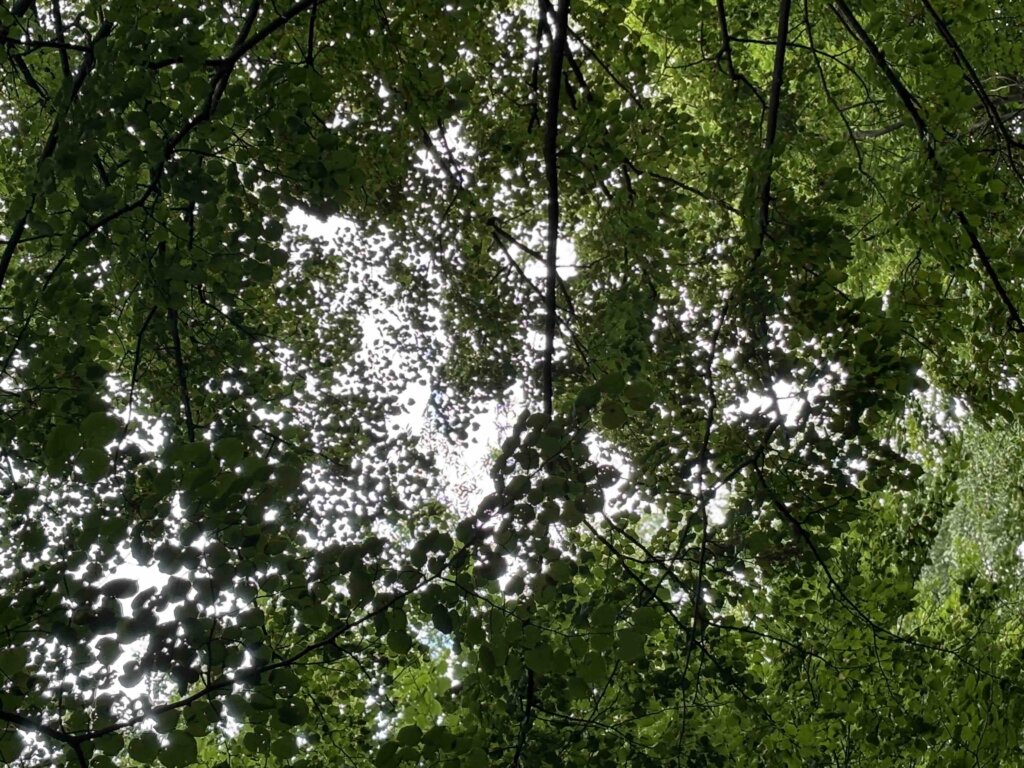 Blätter Waldbaden Wald Bäume