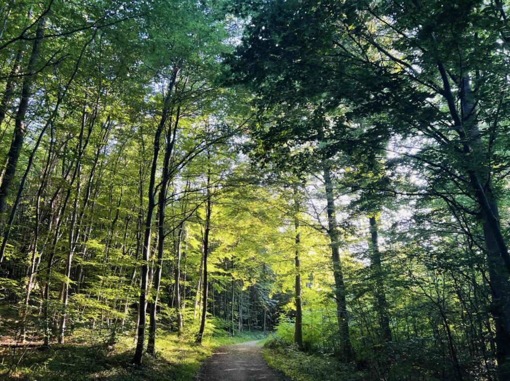 Spazierengehen Spaziergang im Wald