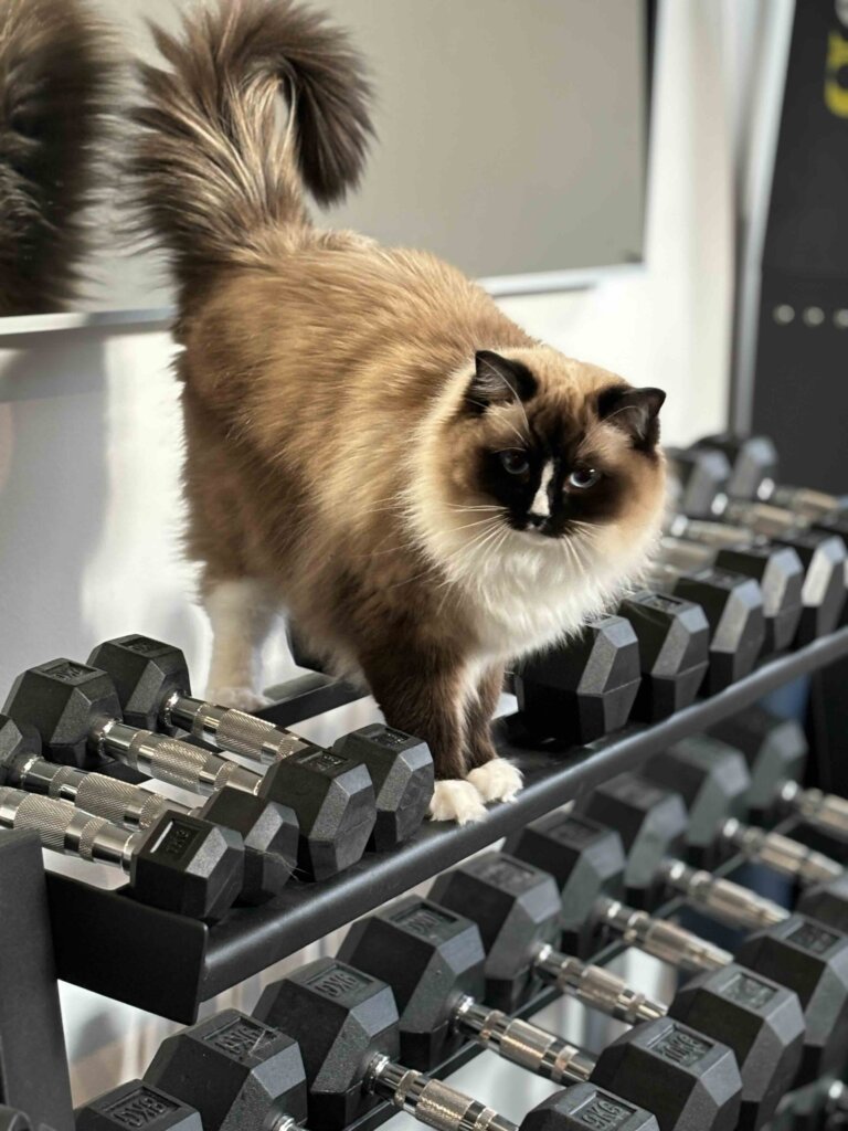 Katze Krafttraining Hanteln