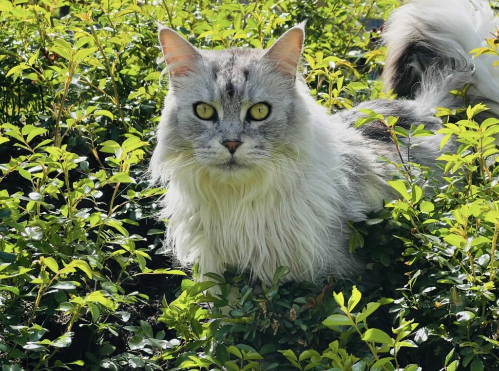 Kater im Garten