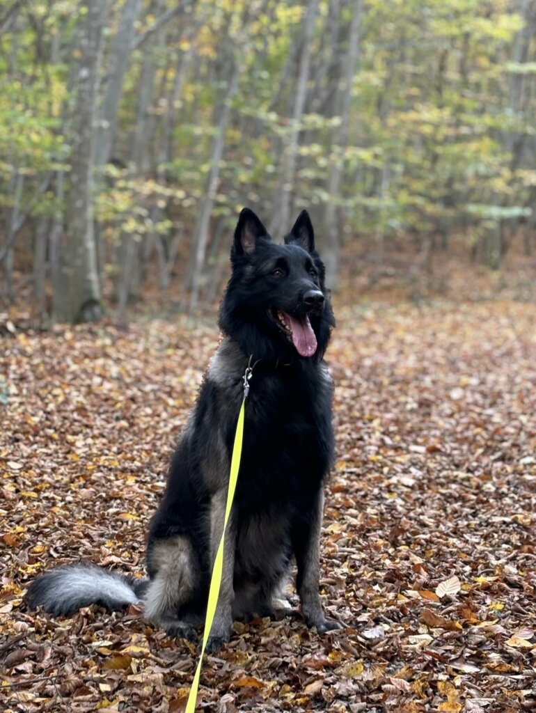 Belgischer Schäferhund