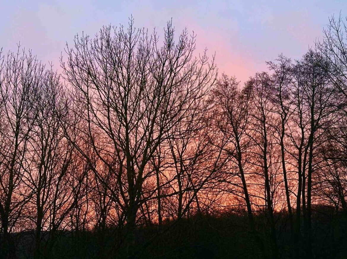 Natur Sonnenaufgang Bäume