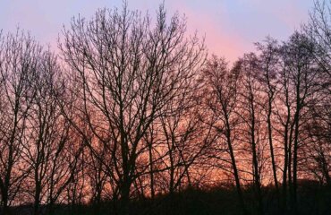 Natur Sonnenaufgang Bäume