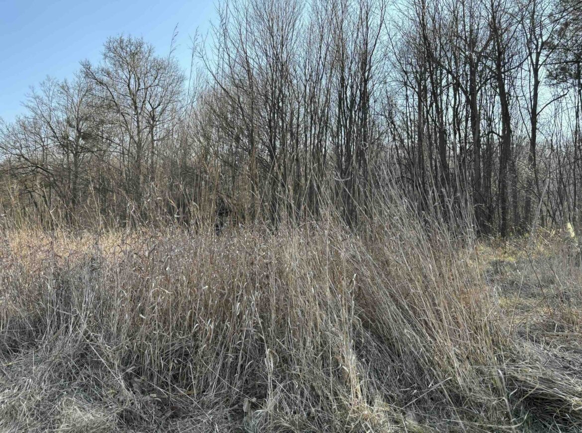 Wald Wiese Natur Bäume