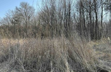 Wald Wiese Natur Bäume